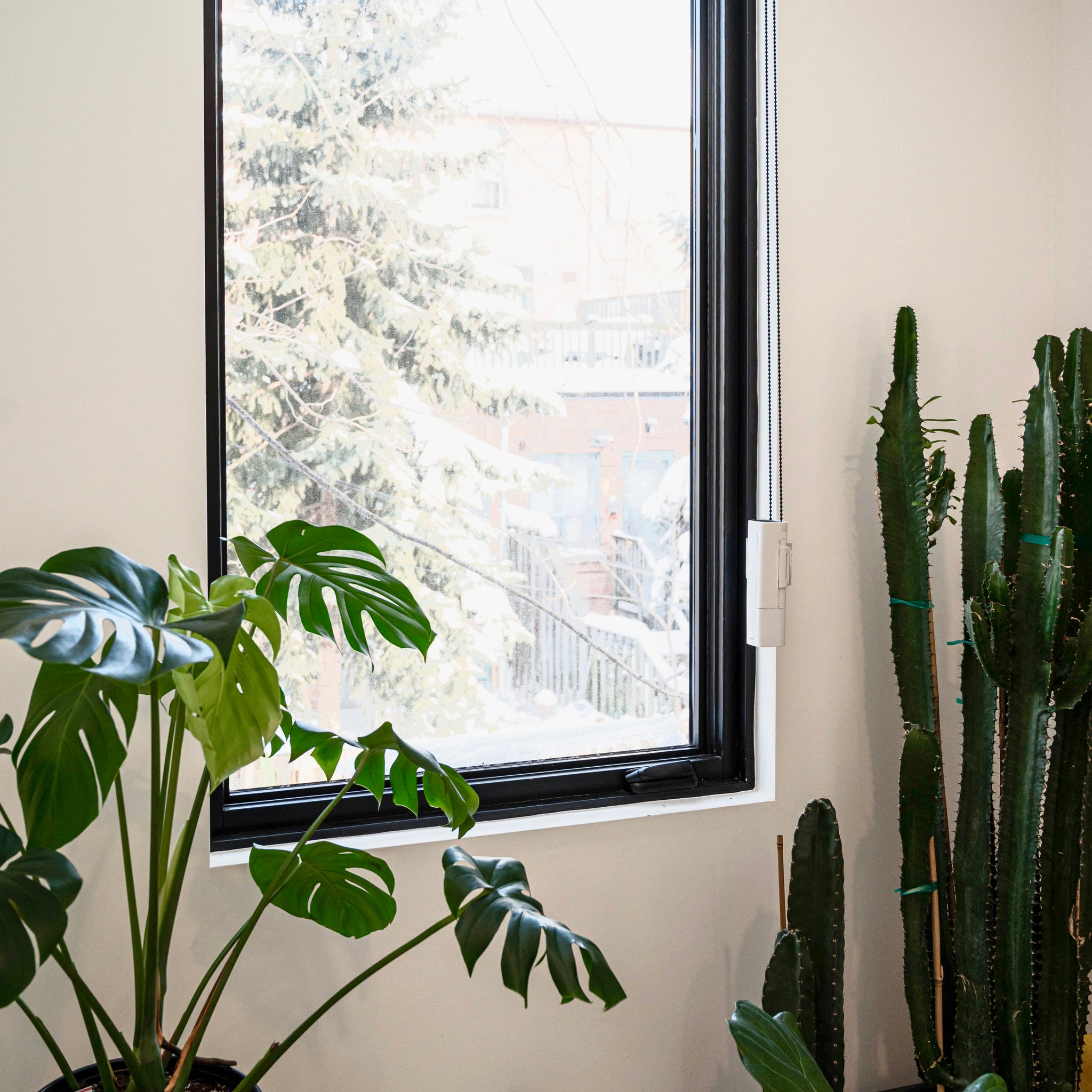 Beginner's Guide: Caring for Indoor Plants Using Automatic Blinds in 7 Easy Steps