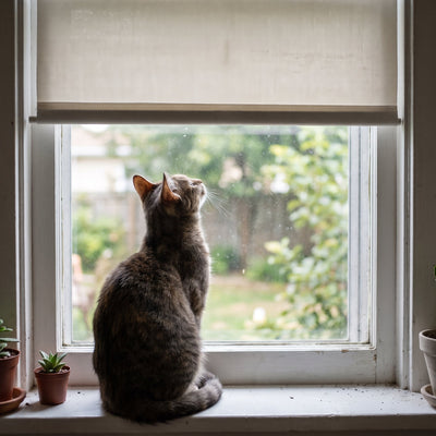 Your Pet's Best Day Home Alone: Sunbeams, Quiet Nights, and Smart Shades